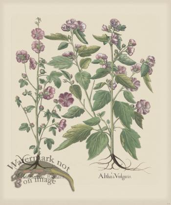 Besler 219 Colored B2